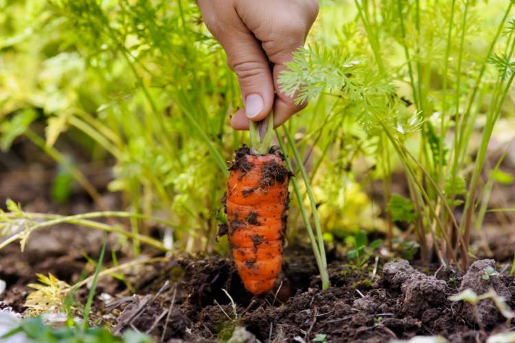 Выращивание морковки