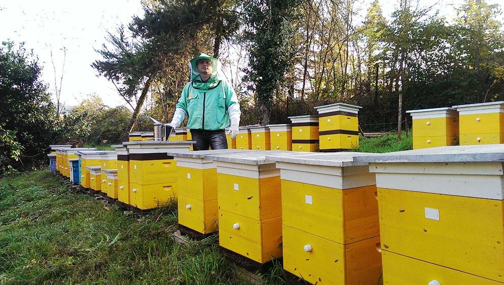Когда и как правильно качать мед?