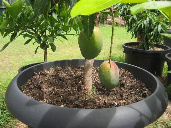 Манго: как растет, как посадить, как ухаживать в домашних условиях