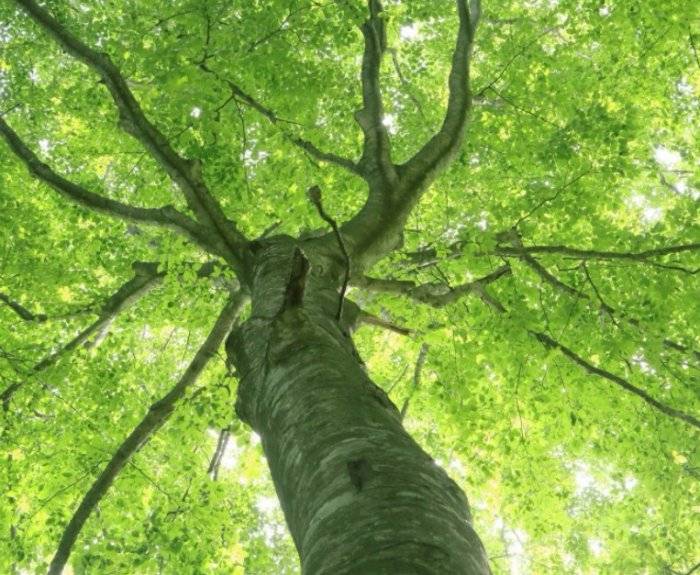 Ясень обыкновенный: свойства, высота и описание дерева