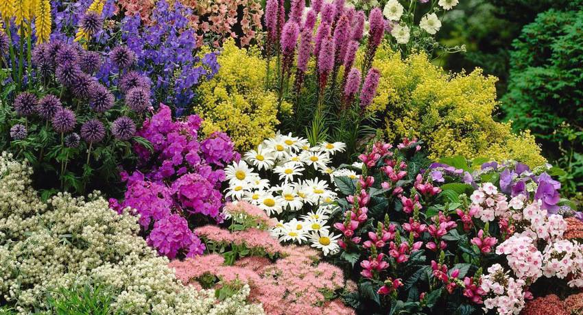 Низкорослые цветы для клумбы цветущие все лето: названия с фото