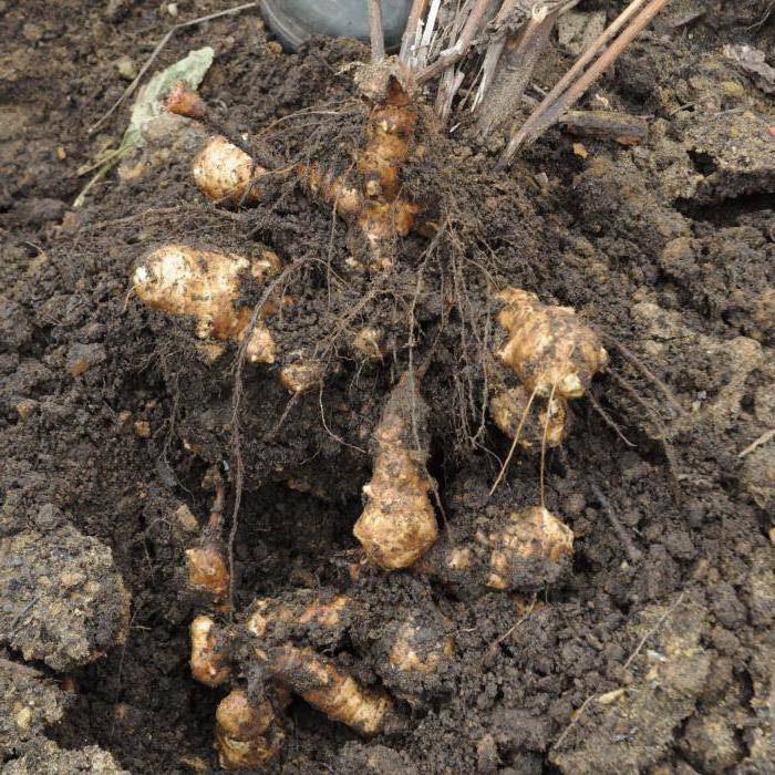 Семена топинамбура для выращивания овоща на приусадебных участках