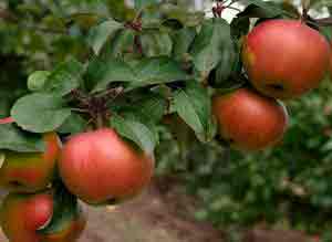Неприхотливая и с хорошей урожайностью яблоня сорта «орловский синап»