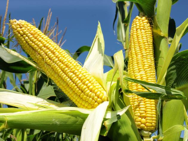 Посадка кукурузы в 2020 году: сроки посева, выращивание и уход
