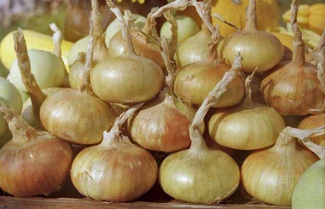 Чем подкормить лук при выращивании в открытом грунте