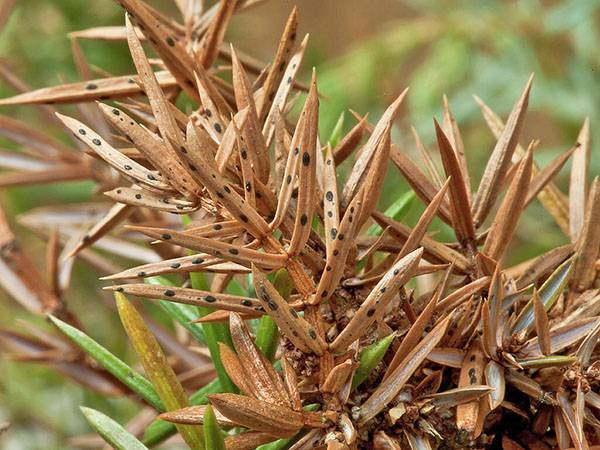 Распространенное заболевание листьев — ржавчина груши. симптомы, лечение, методы профилактики