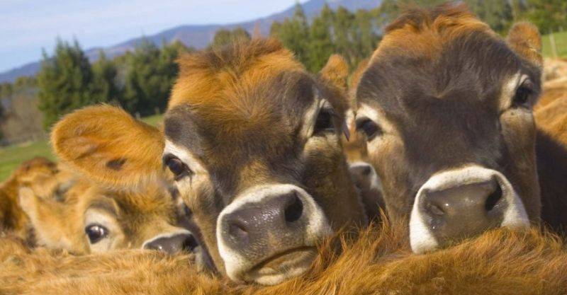 Современное животноводство: состояние и основная продукция отрасли