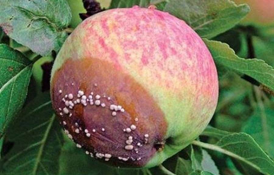 Яблоки гниют прямо на дереве – в чем причина, и что нужно делать