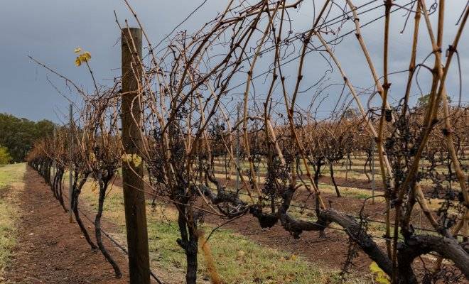 Способы укрытия винограда на зиму