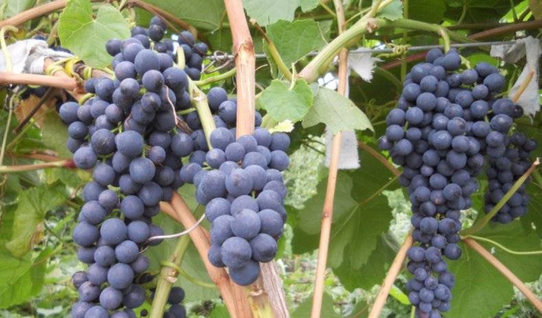 Выращивание и уход за виноградом на приусадебном участке