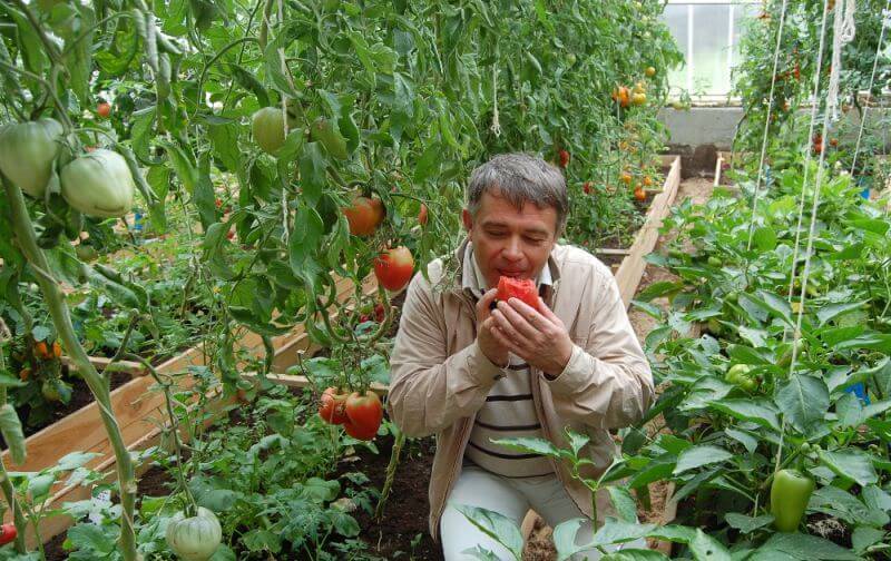 От посадки рассады до сбора урожая: секреты успеха в выращивании помидоров черри