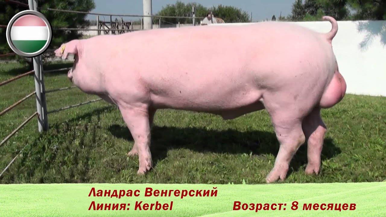 Плюсы и минусы содержания свиней породы ландрас
