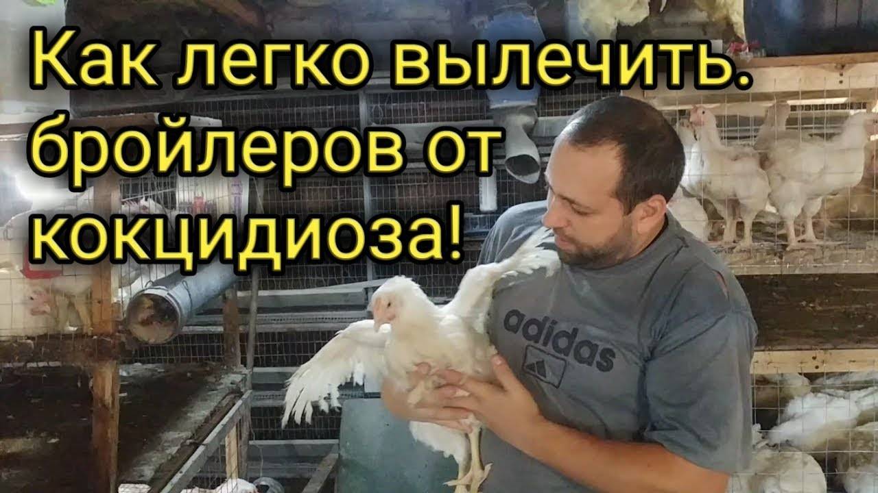 Для чего принимать и как разводить в воде метронидазол цыплятам?