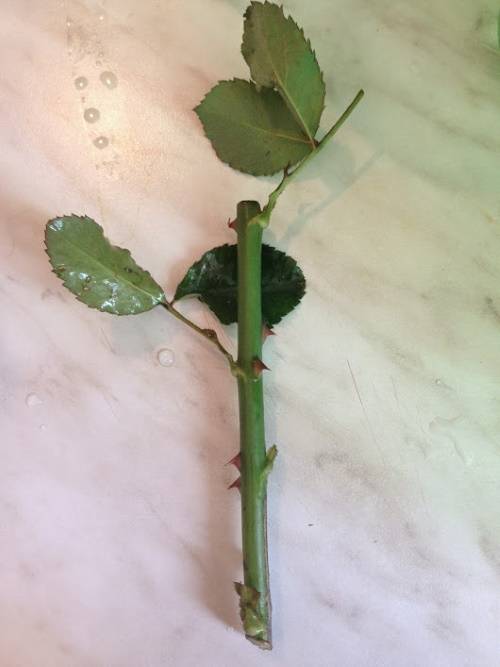 Выращивание роз из черенков из букета