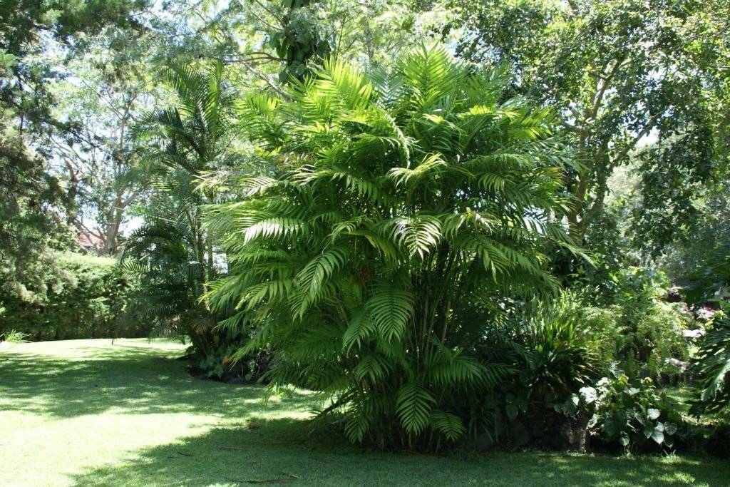Хамедорея: тенеустойчивая пальма
