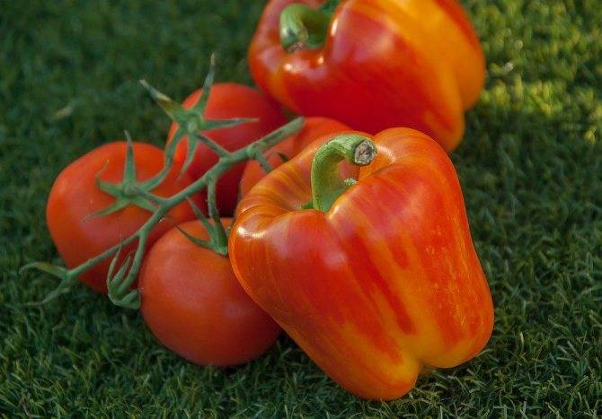 Как подготовить землю для рассады томатов