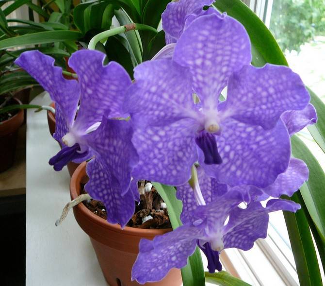 Орхидея ванда: основные сорта и варианты ухода в домашних условиях