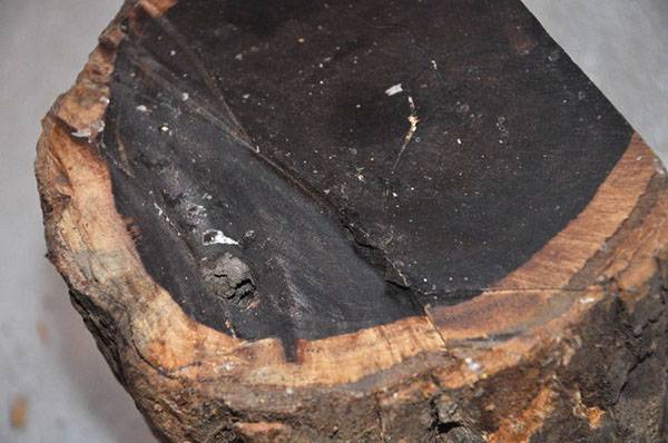 Самая ценная в мире древесина — эбеновое дерево