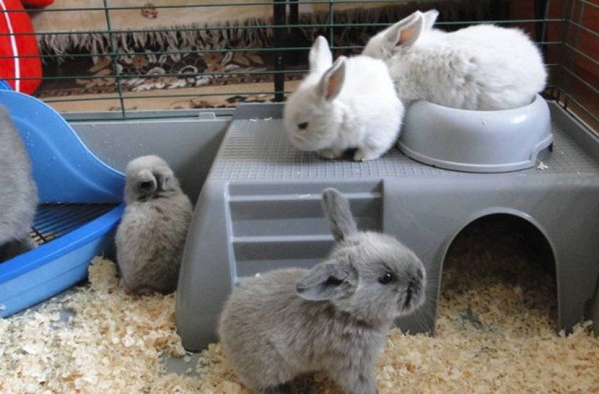 Как сделать поилку для кроликов?