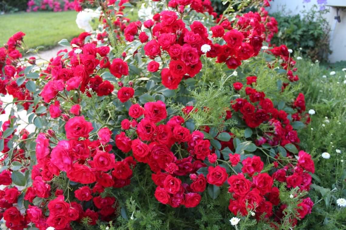 Как правильно посадить и ухаживать за почвопокровными розами в саду