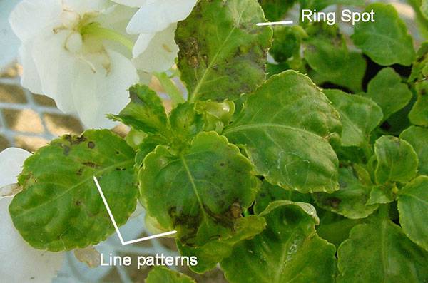 Проблемы с листьями бальзамина: почему они опадают и что еще может с ними случиться? лечение и профилактика