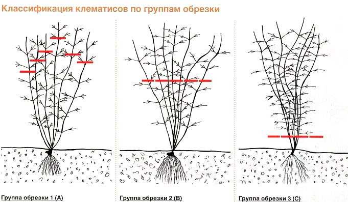 Особенности выращивания клематисов в сибири: посадка и уход, фото сортов