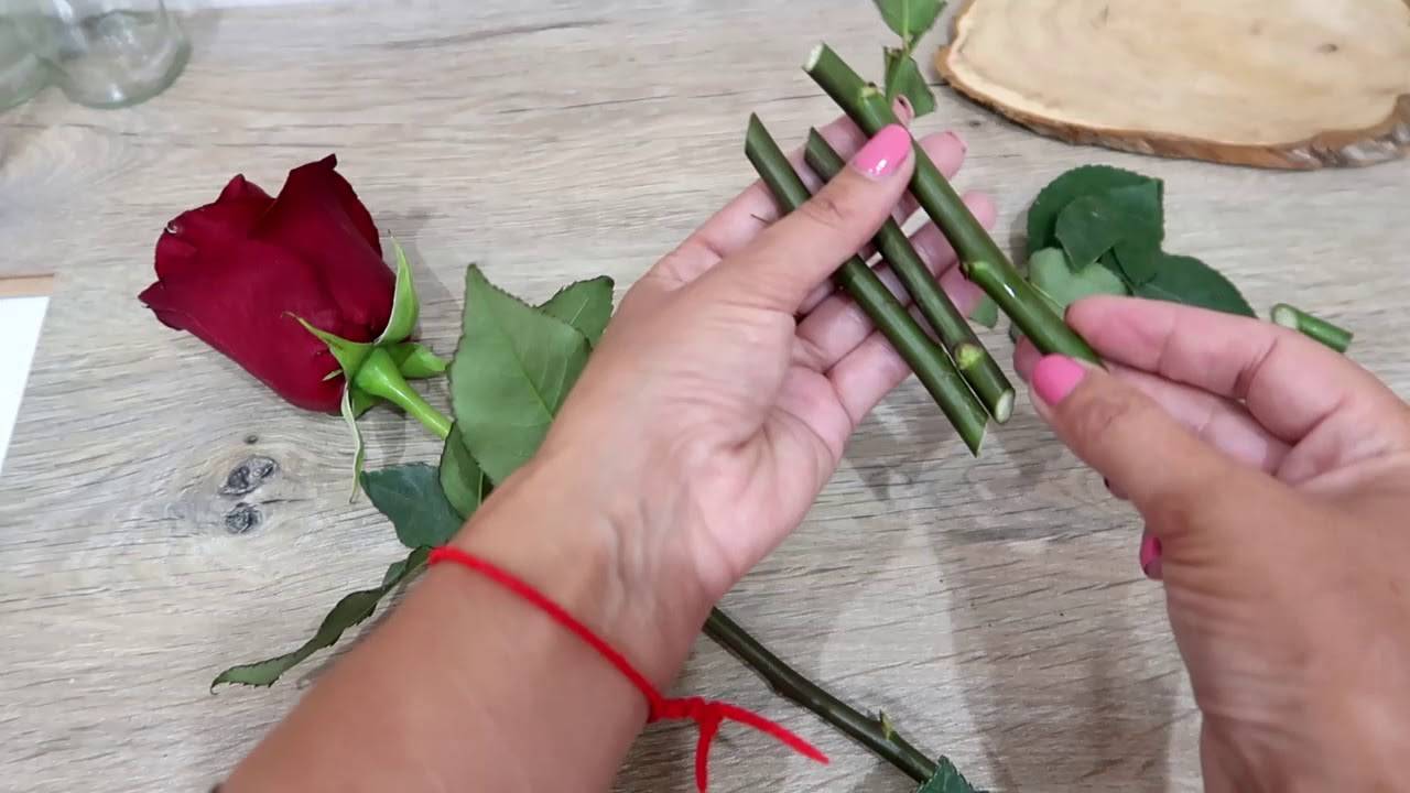 Выращиваем розу из черенка: как это сделать