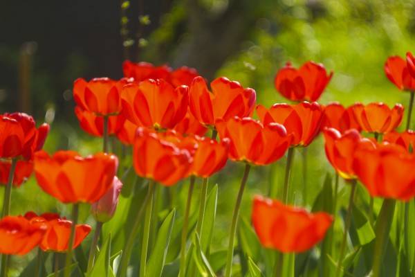 Выгонка тюльпанов к 8 марта в теплице: технология выращивания
