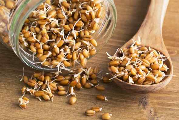 2 простых способа вырастить проростки пшеницы в домашних условиях