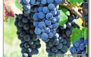 Виноград на даче: как подготовить место, посадить саженцы и ухаживать за ними