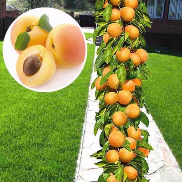Изящный и плодовитый колоновидный абрикос: популярные сорта и особенности выращивания