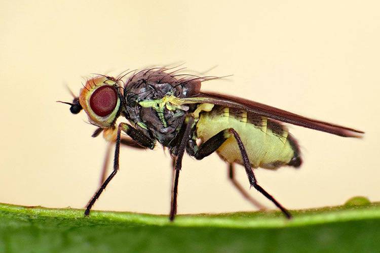 Как бороться с луковой мухой: признаки появления и методы борьбы