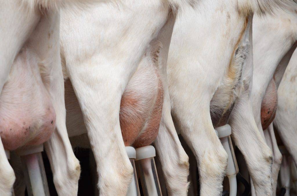 Симптомы и лечение самых опасных болезней коз