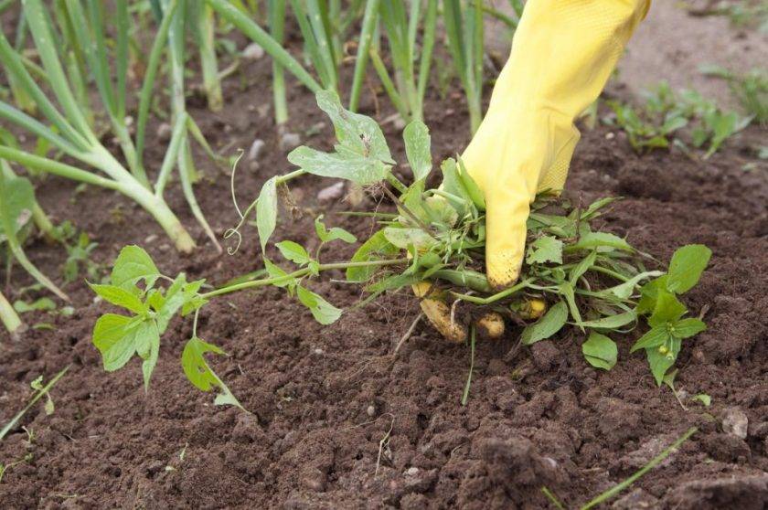 Как избавиться от травы на огороде раз и навсегда народными средствами