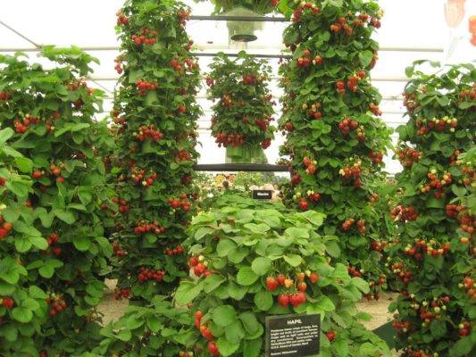 Урожай крупных сладких ягод со своей грядки – как вырастить клубнику на открытом грунте