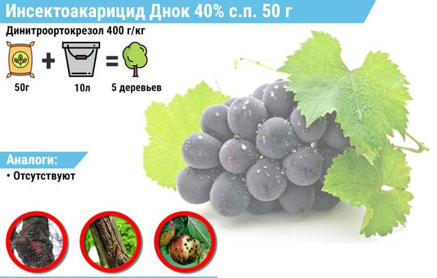 Весенняя обработка винограда от болезней – этапы и список препаратов