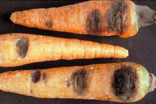 Болезни и вредители моркови - борьба с ними, фото и описание симптомов