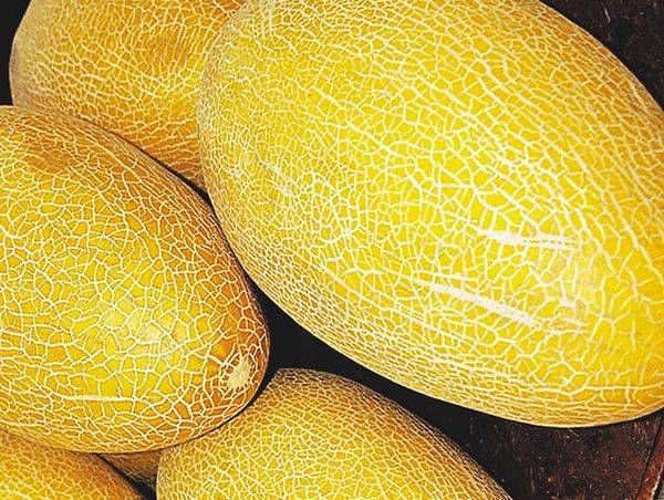 Дыня канталупа — сладкий и ароматный плод, весом до 1,5 кг