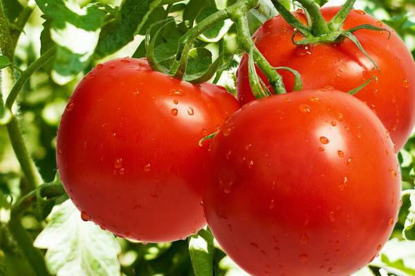 Лучшие сорта помидоров для открытого грунта: обзор