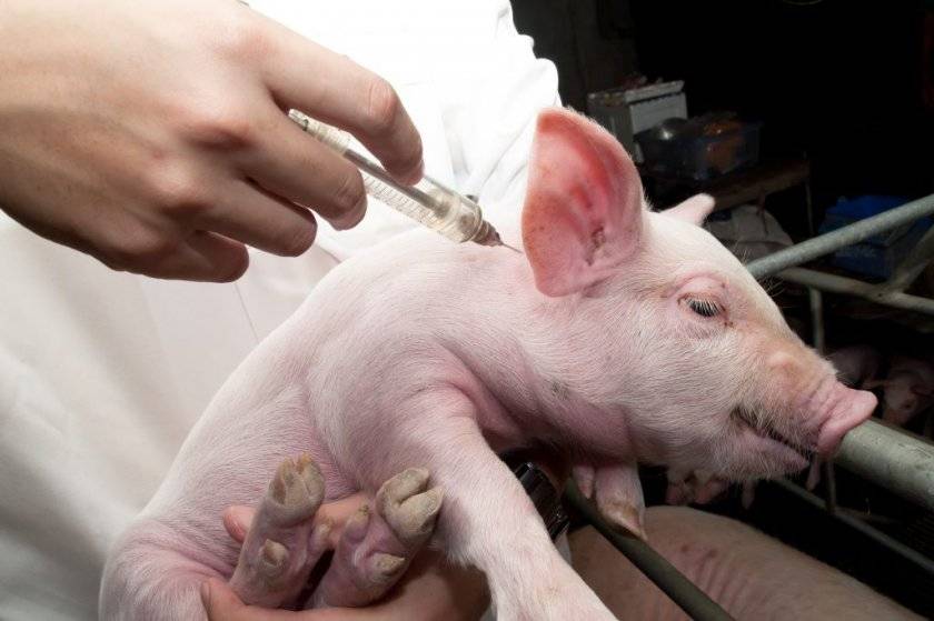 Рожа у свиней: симптомы и лечение без последствий для животных