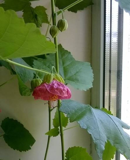 Способы размножения комнатного цветка абутилона