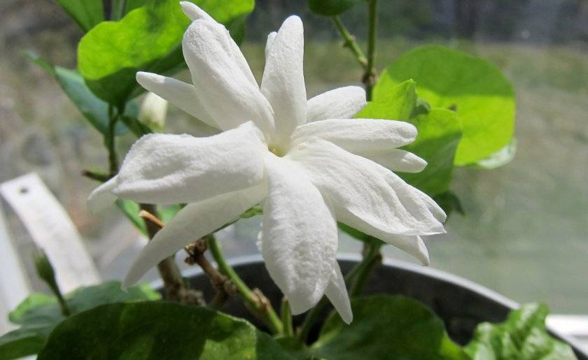 Цветок счастья стефанотис или мадагаскарский жасмин в нашем доме