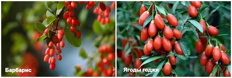 Полезные свойства и противопоказания к применению ягод годжи