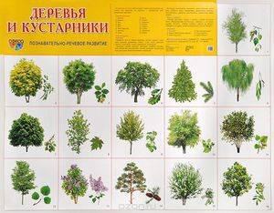 Карагач дерево где растет в россии