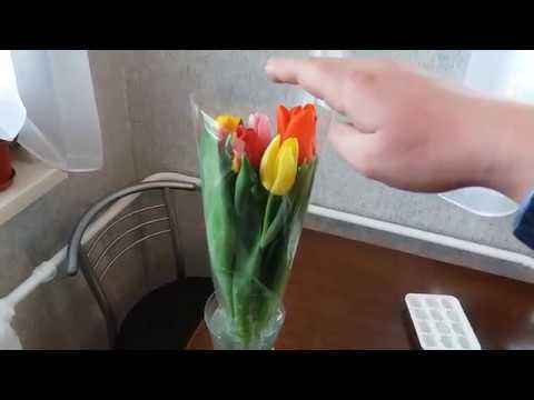 Как сохранить тюльпаны после срезки, чтобы они не увядали как можно дольше