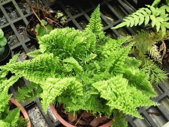 Основы нехитрого ухода за идеальным растением для озеленения дома – асплениумом