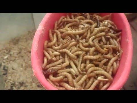 Разведение мучного червя в домашних условиях
