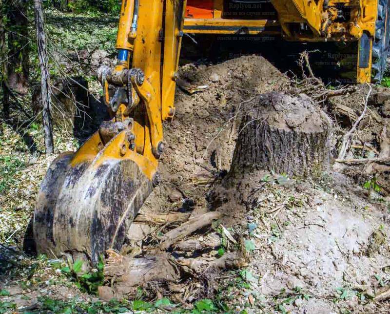 9 действенных способов выкорчевать старый пень на участке