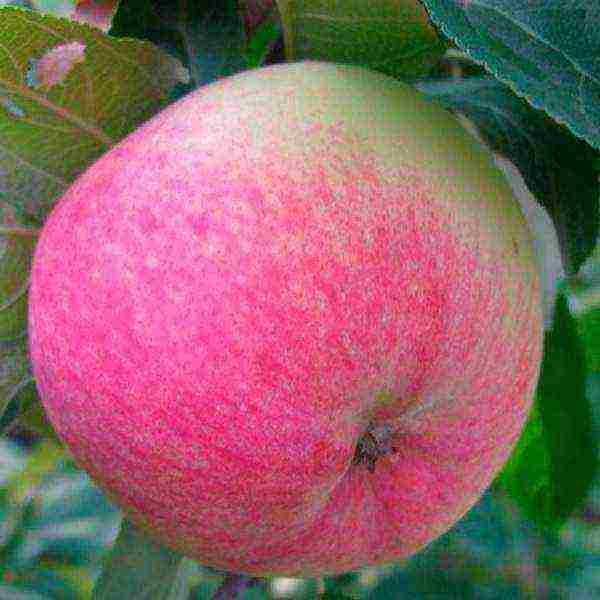 Яблоня «грушовка»: описание сорта, фото и отзывы