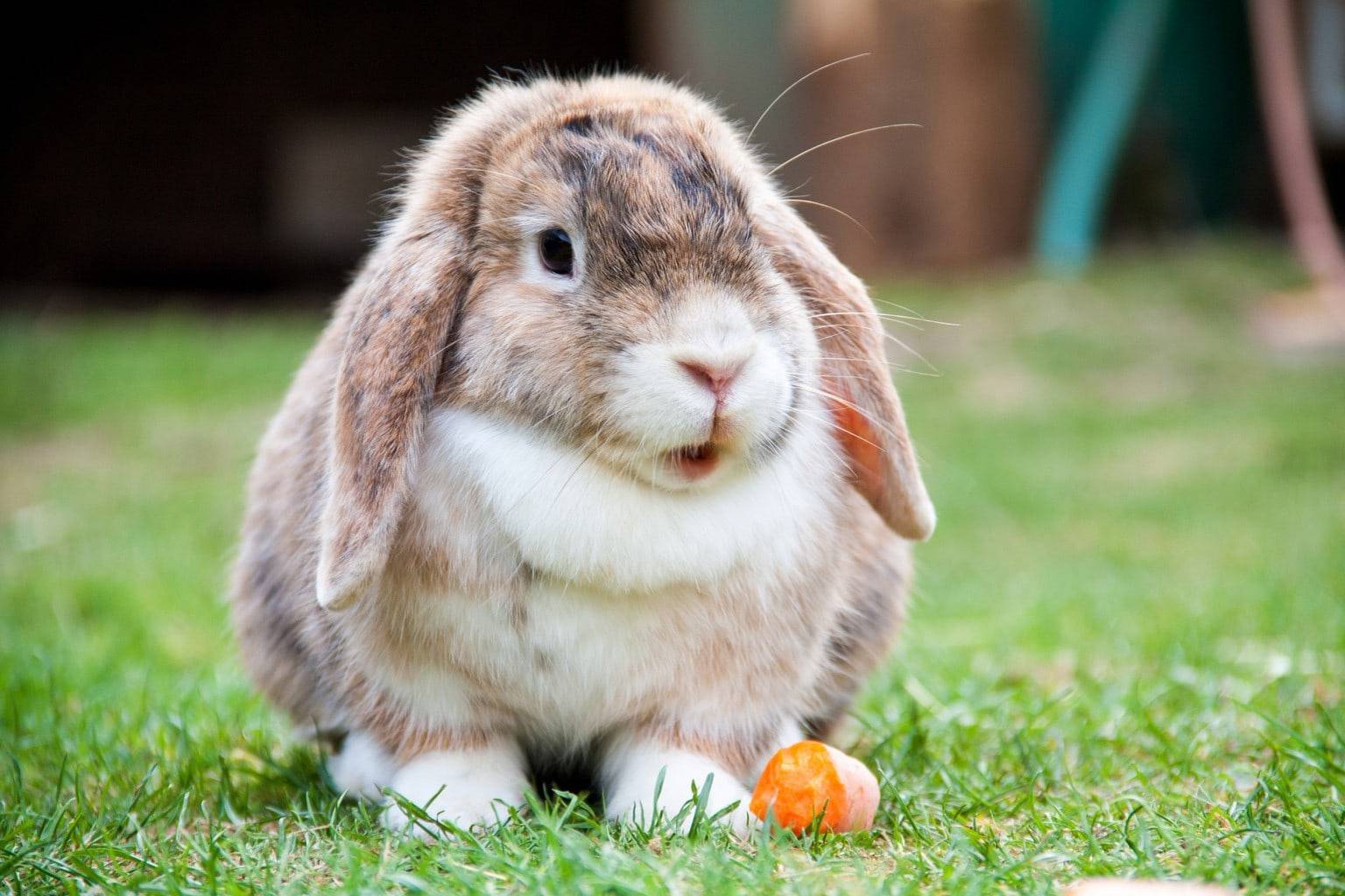 Чем можно кормить кроликов зимой?